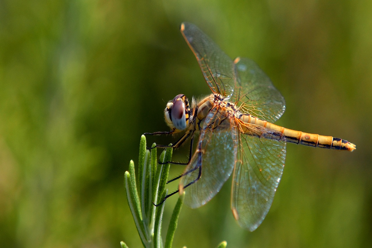 dragonfly, insect, wings-5476237.jpg
